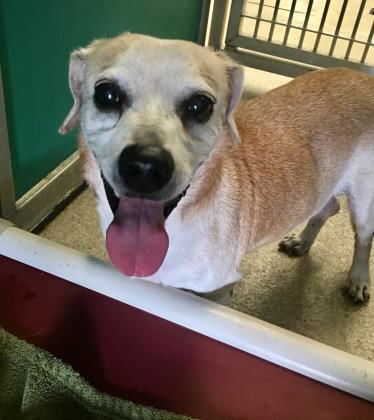 Buddy — Aggieland Humane Society
